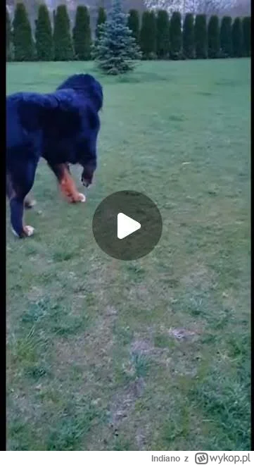 Indiano - Aronowi pies buchnął małpke, a ten za nim lata po ogrodzie xD #kononowicz #...