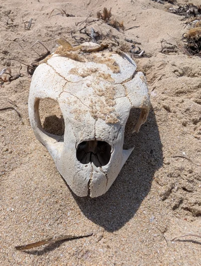 deeprest - Perpexlity podpowiada, że znalazłem czaszkę żółwia morskiego (⌐ ͡■ ͜ʖ ͡■)
...