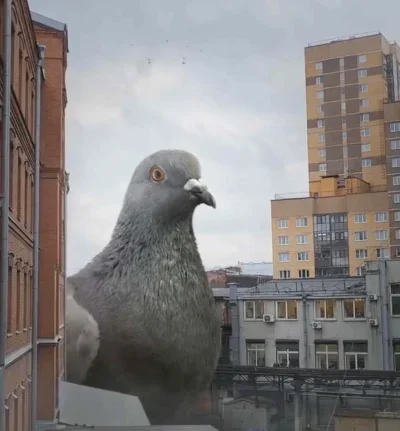 NaczelnyAgnostyk - ciekawe czy jak bym wystarczająco długo dokarmiał krakowskie gołęb...