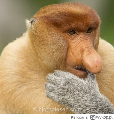 Keliopis - @maxer1892: