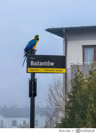 litosciwy - Patrzcie jaka akcja w #katowice
#smiesznypiesek #pokazptaka #heheszki