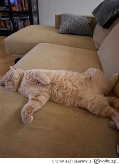 ChamAleZaToLeniwy - @Zmorka