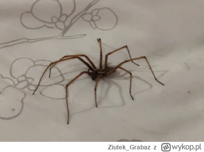 Ziutek_Grabaz - Miesiąc temu zobaczyłem na ścianie wielkiego pająka, wiec go złapałem...