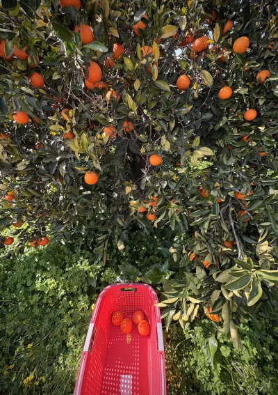 asdfghjkl - Zbierańsko tego typu ( ͡° ͜ʖ ͡°) #pomarancze #grapefruit