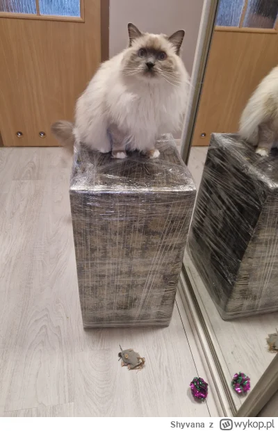 Shyvana - Pierwszy test jakości zaliczon (✌ ﾟ ∀ ﾟ)☞

#wykopaka