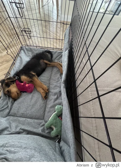 Abriam - Poznajecie moją nową towarzyszkę, jest dosyć ciekawej razy bo Airedale Terri...