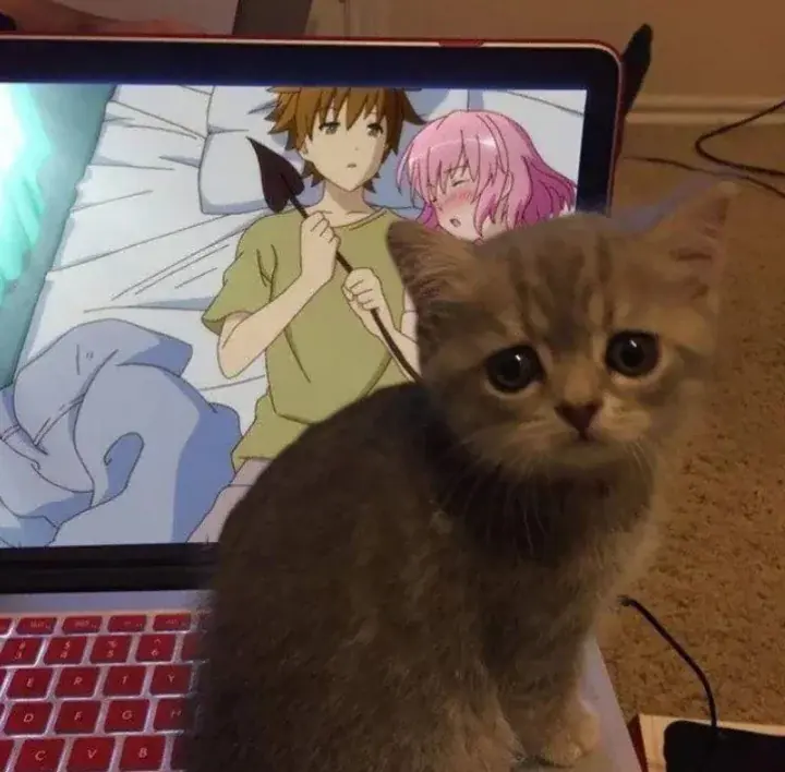 wfyokyga - Kiciu jest zawiedziony twoim postępowaniem i że oglądasz animu