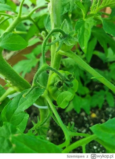 Szemiques - Czy mojemu pomidorku wolno plusa #ogrodnictwo #pomidory