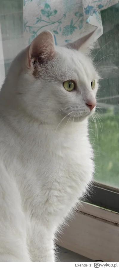 Exende - @Pol753 kot biały, ubrania od kota białe, pościel też biała, odkąd go mam to...