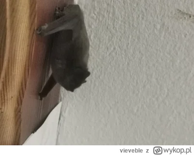 vieveble - Batman mi wjechał na kwadrat co robić szukaj