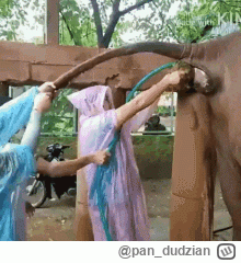 pan_dudzian - @okowaszki: albo udrażniać słonia ( ͡º ͜ʖ͡º)