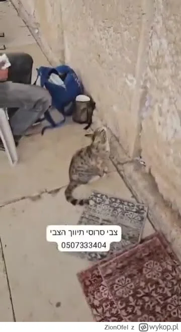 ZionOfel - >– Kotom nie wolno! Z kotami nie wolno! Psik! Wyłaź, bo zawołam milicjanta...
