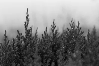 Konto4Czarnolisto - Canon EOS 10 i chyba 50mm f1.8, Rollei Superpan 200 w rodinalu, b...