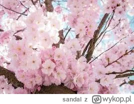 sandal - @szymon-j patrz wiosna jaka piękna, mam nadzieję że zmieniłeś majtki po każd...