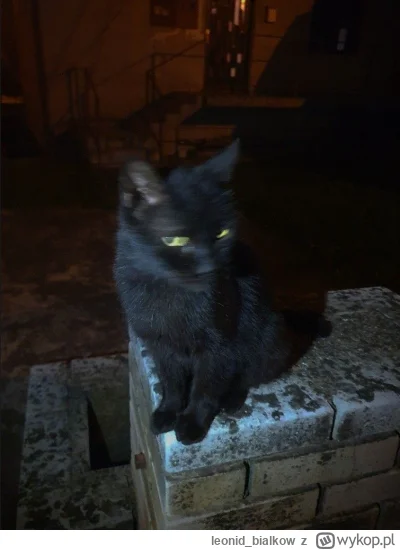 leonid_bialkow - KTO SSAŁ
BUK ALBO WONSZ