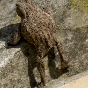 kamillo89 - @sokool: https://s30.flog.pl/media/foto300/14234593ropuszka-.jpg