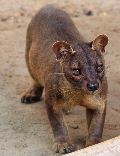 Loskamilos1 - Fossa madagaskarska, ssak drapieżny z rodziny falanrukowatych, król Mad...