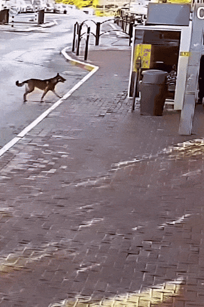 Drom - Antysemickie potwory.