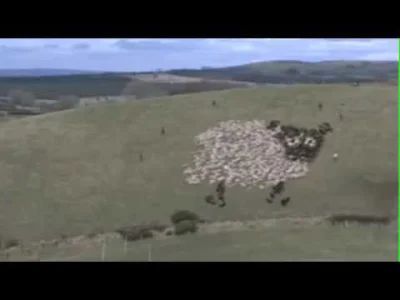 Tu-mleko - Ubrali owieczki w świecące sweterki i grali owieczkami w ponga xD 
#border...