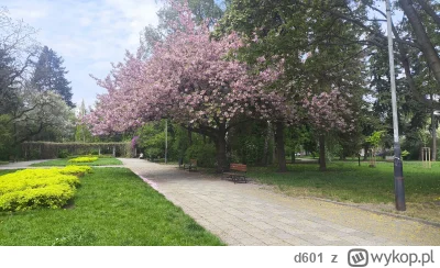 d601 - @mrsopelek też mam te wiśnie