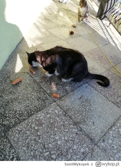 SaintWykopek - @Zarzutkkake Puściłem go na podwórko, wieczorem szukałem i już nigdy n...