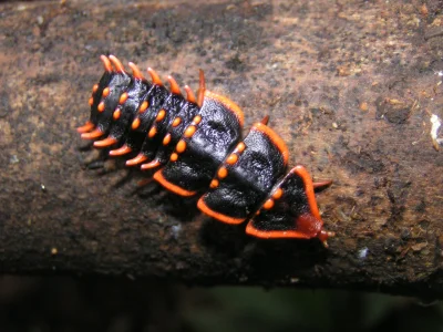 Apaturia - Gamingowy chrząszcz trylobitowy Platerodrilus paradoxus. Samice tego gatun...