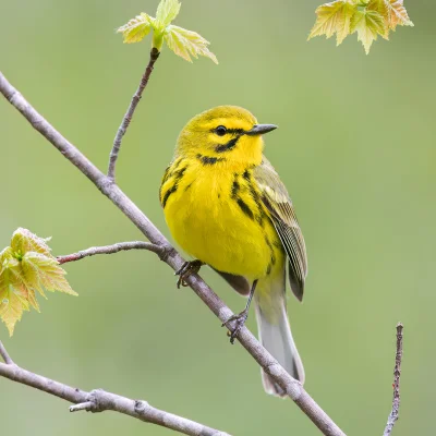 Lifelike - Lasówka czarnowąsa (Setophaga discolor)
Autor
#photoexplorer #fotografia #...