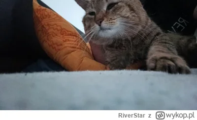 RiverStar - #pokazkota #koty
