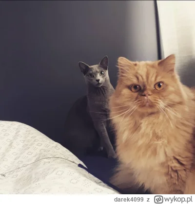 darek4099 - Gdzie saszeta?
#pokazkota