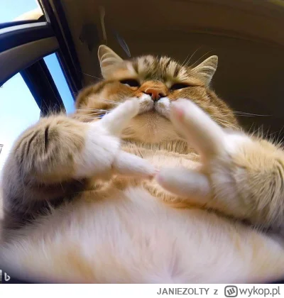 JANIEZOLTY - #aikitku