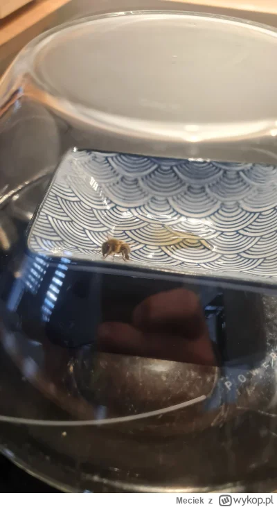Meciek - Jakieś 30min temu jak byłem zapalić na balkonie i znalazłem na podłodze pszc...