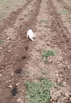 wfyokyga - Koty wiejskie to nawet uprawiają role, nie to co miejskie. Te to najwyżej ...