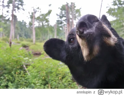 annlupin - a dajcie więcej muzyczek