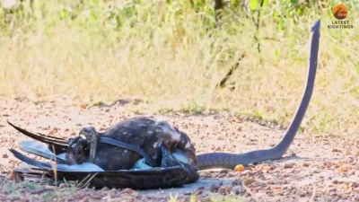 cheeseandonion - #zwierzaczki #zzr