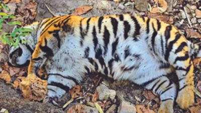 sztach - #dolnoslaskitygrys #mecz