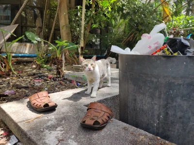 Dokkblar - Biedny śmieciowy kitku. Przynajmniej buty ma (╯︵╰,)
#koty #koteczkizprzypa...