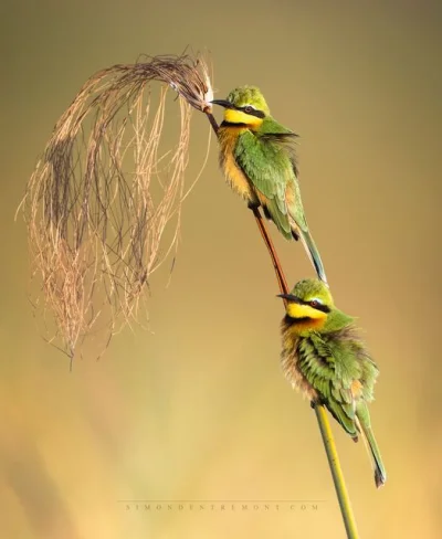 Lifelike - Żołna mała (Merops pusillus)
Autor
#photoexplorer #fotografia #ornitologia...
