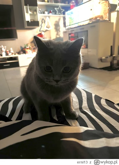 erni13 - Człowiek chce się na święta wyspać ale nie ma jak bo sierściuch wybrał mi in...