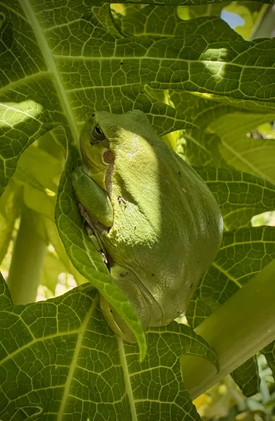 asdfghjkl - A kto to się umościł na papaji? (｡◕‿‿◕｡)
Hyla arborea cretensis aka krete...
