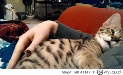 Mega_Smieszek - Witam, otóż kocham kotki ᶘᵒᴥᵒᶅ