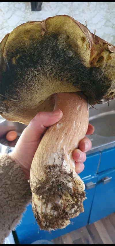 roundy-challenge - @kureci_paratko: hehe, ten był większy, ale już stary trochę