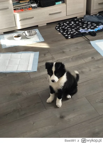 Basti91 - Nowy czlonek rodziny (｡◕‿‿◕｡)

#pies #pokazpsa