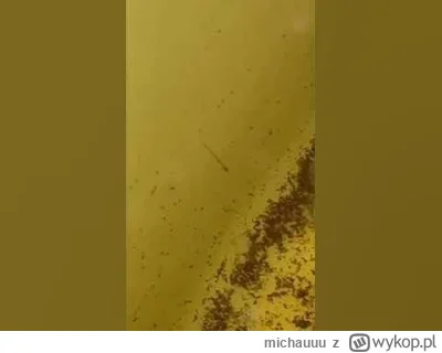 michauuu - #akwarystyka
Cześć! Podczas wymiany wody w akwarium 27L z bojownikiem, o...