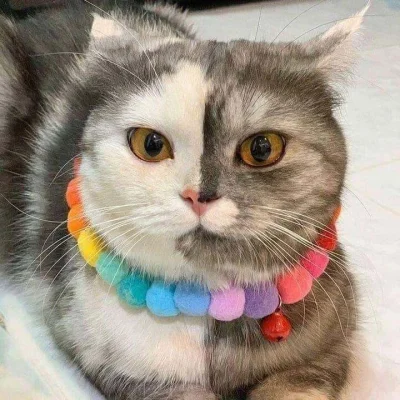 SUPERIOR32 - #pokazkota