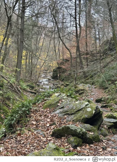 R2D2zSosnowca - @R2D2zSosnowca do jaskini wiedzie krótki szlak wzdłuż sporego strumie...