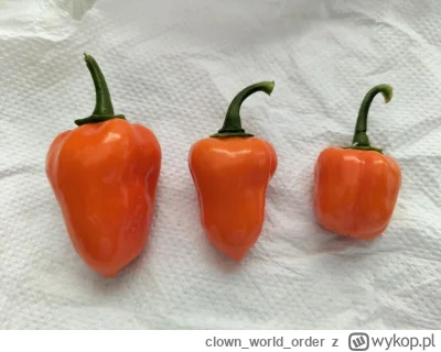 clownworldorder - Pierwsze zbiory habanero. 

#chwalesie

#habanero #chilli #papryczk...