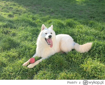 PiotrFr - Ale to mądre. W ogóle nie tresowałem a jak wracam do domu to czeka z moimi ...
