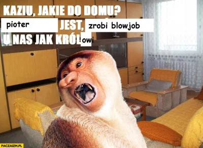 Irinolld - królowi szczurów, rzecz jasna
#konkursnanajbardziejgownianymemznosaczem #s...