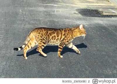 konto_zielonki - Kot Bengalski na gigancie. Ustrzelony jak przechadzał się po świeżo ...