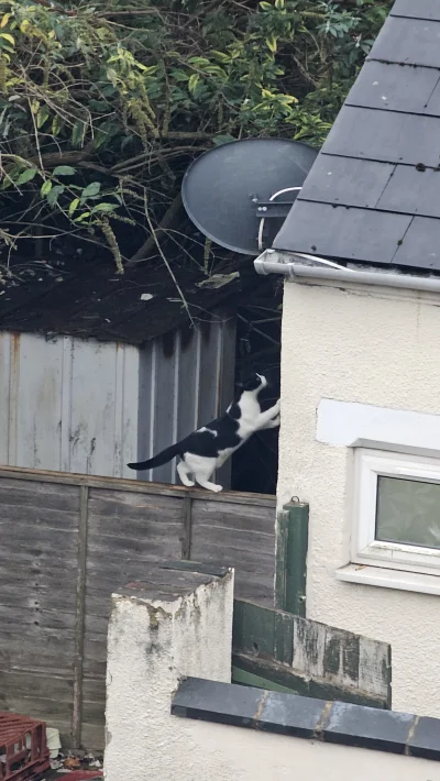 xionc0586 - #koty #koteczkizprzypadku